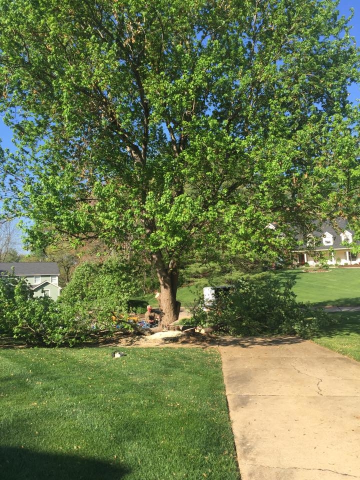 Quality Tree Svc Logo