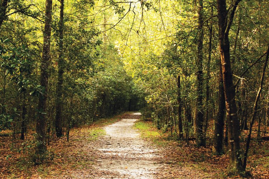 Nearby access to the Francis Marion National Forest