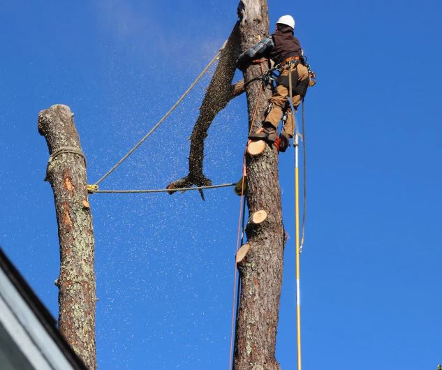 Mike's Tree Service Image