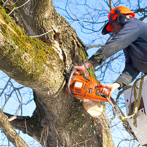 Kegley's Tree Service