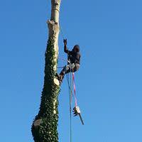 Majestic Tree Care Logo