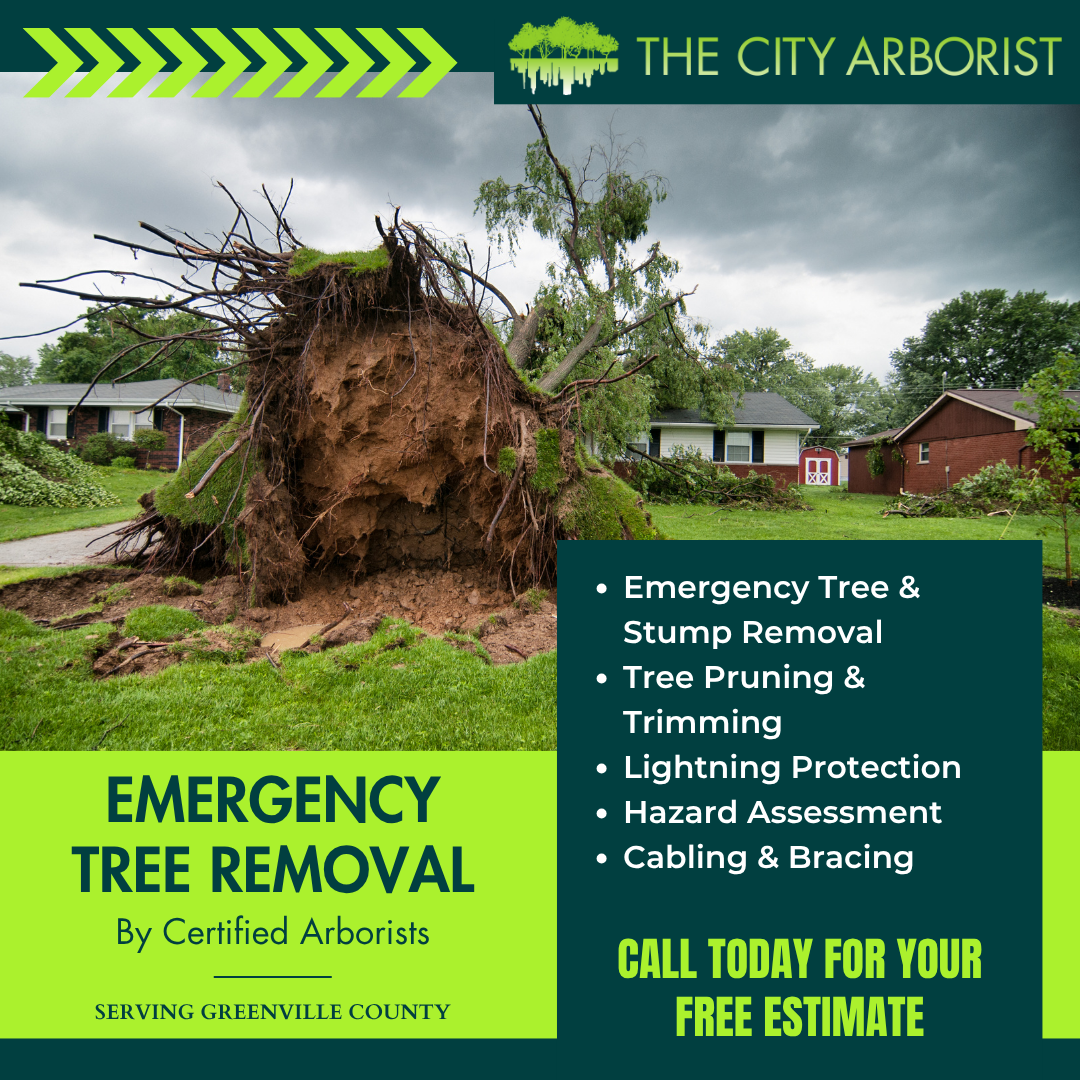 The City Arborist, LLC