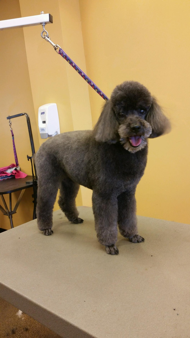 Lather & Leash Dog Grooming Photo