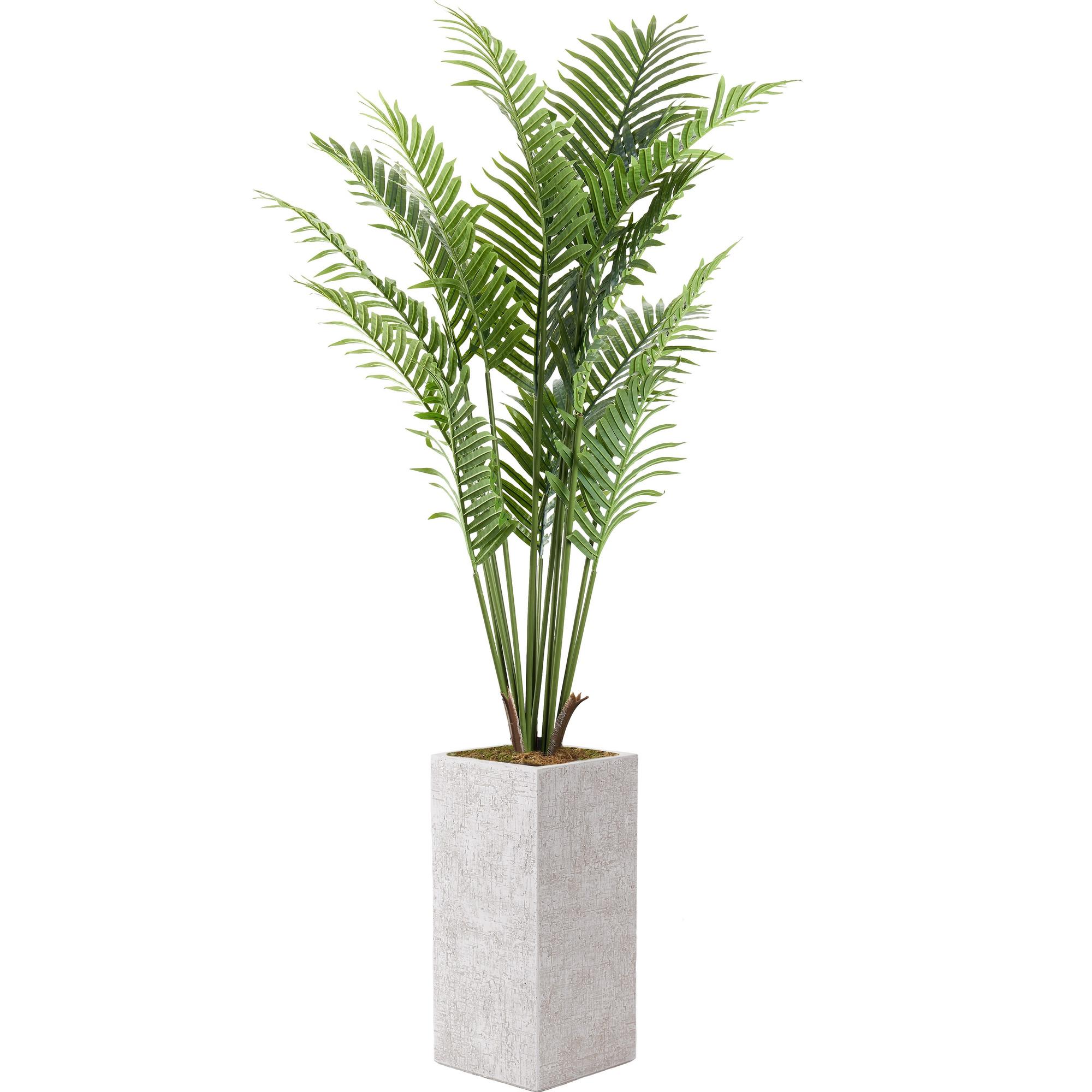 Kentia Palm in Everett Planter