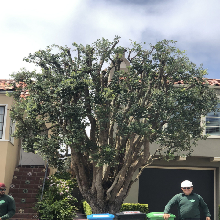 All Stars Tree Service Image