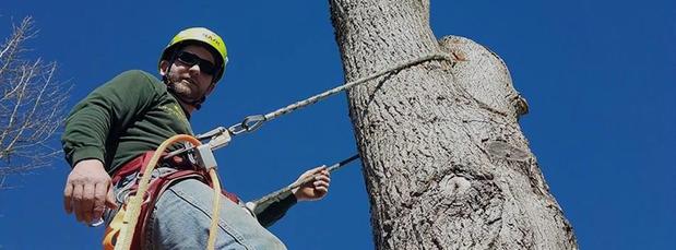Images Tim's Tree Removal And Services LLC
