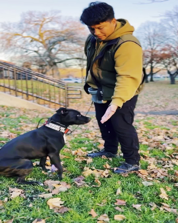 K9 Driven Chicago Image