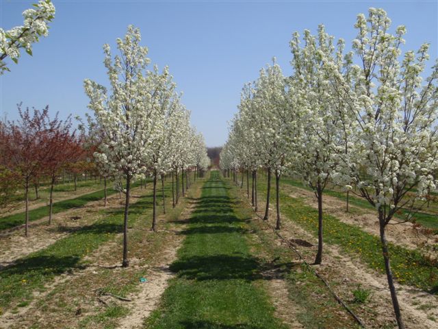 Baldwin Tree Farm Image