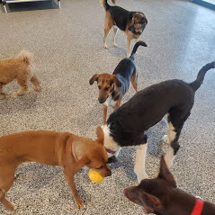 Dog City Daycare Photo