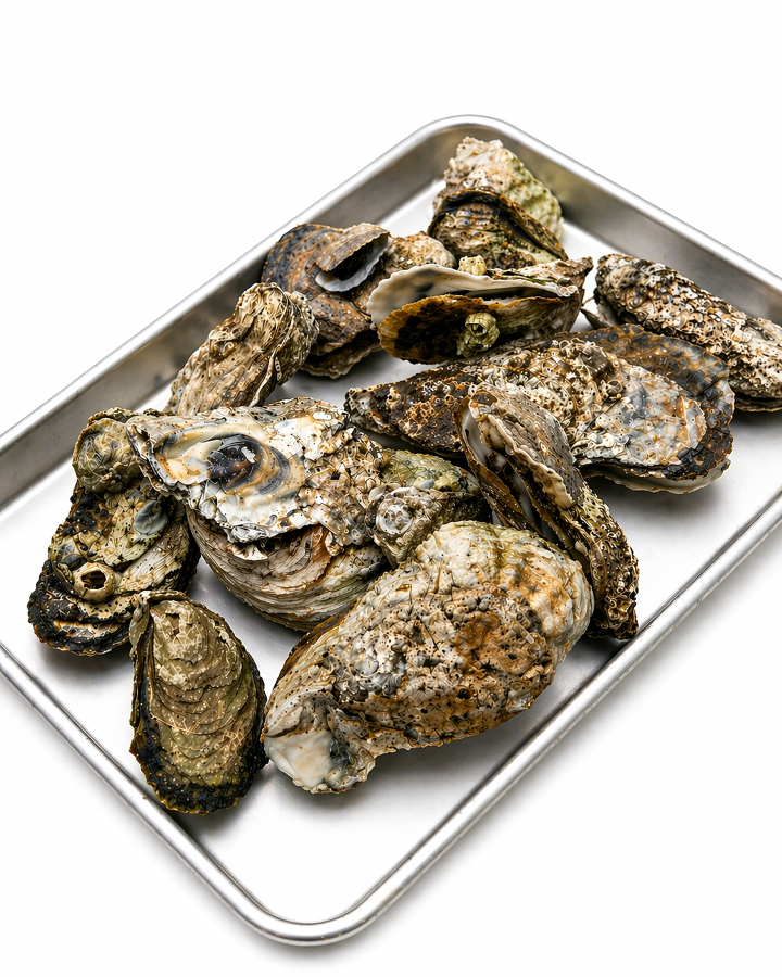 12 Oysters