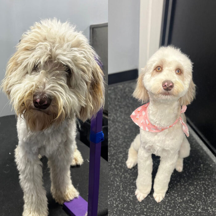 Professional Dog Grooming Services in King of Prussia & Downingtown, PA