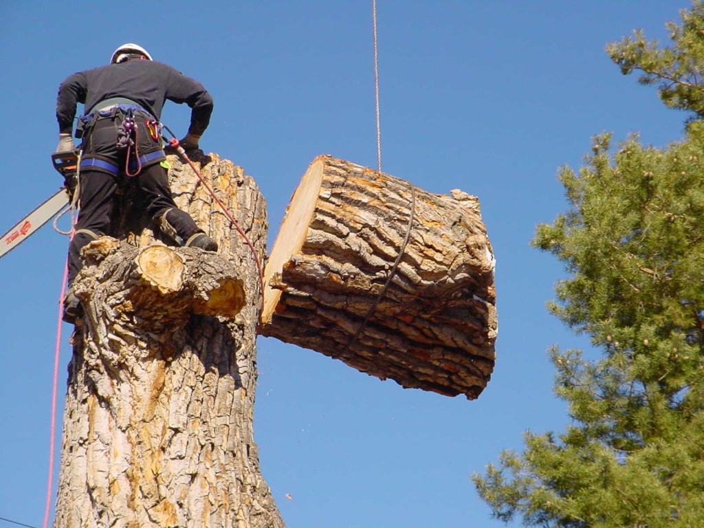 New Beginning Tree Service Company Photo