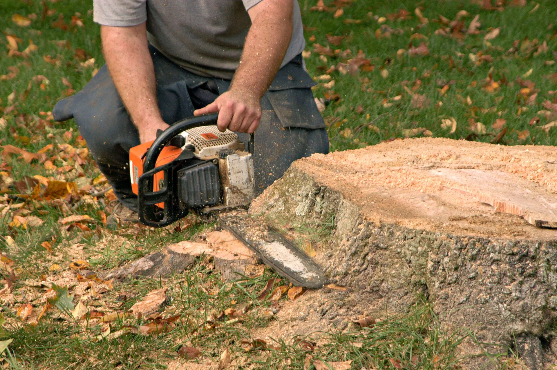 Stump Removal Services