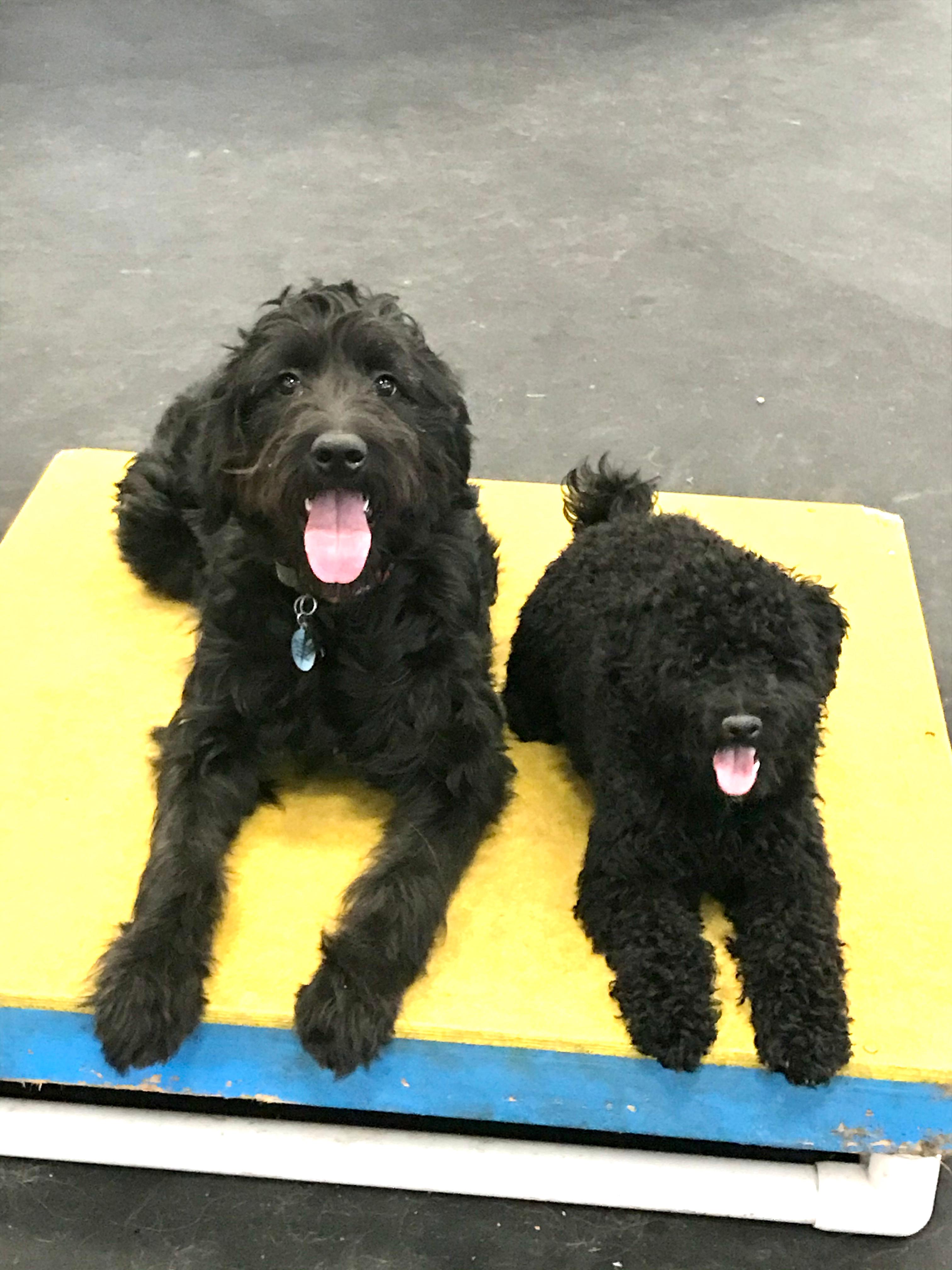 Top Notch Service Dogs