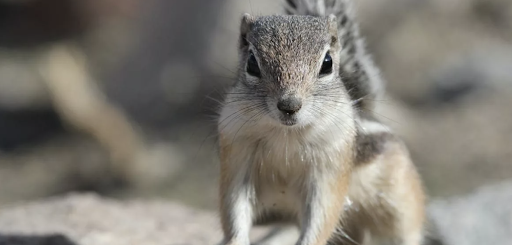 NJ Pest Control Image