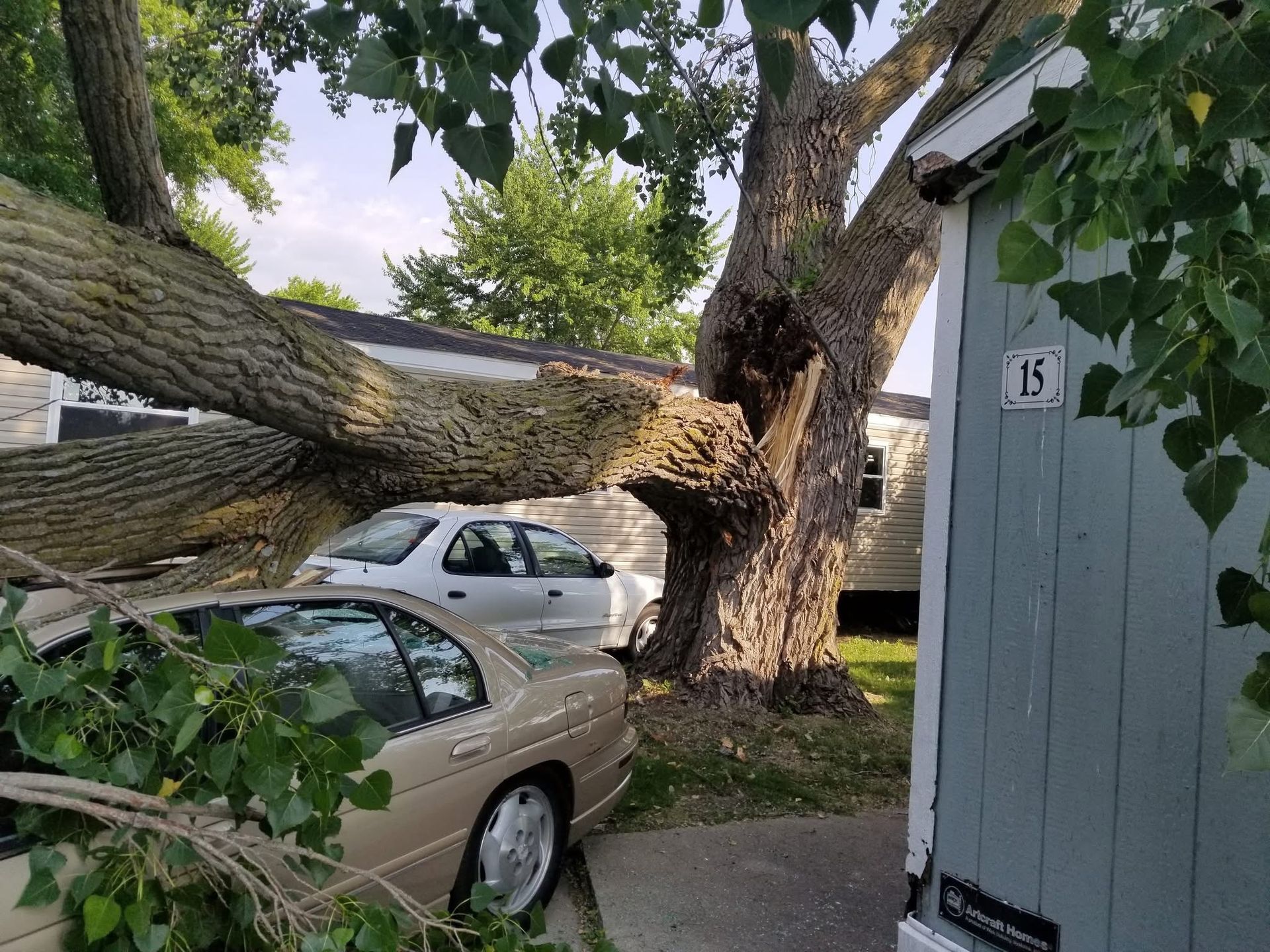 Emergency Tree Services