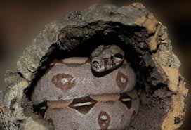 Reptile Hideaway