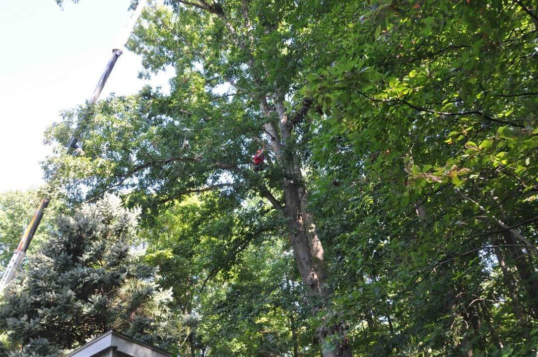 Brandon Tree Care Image