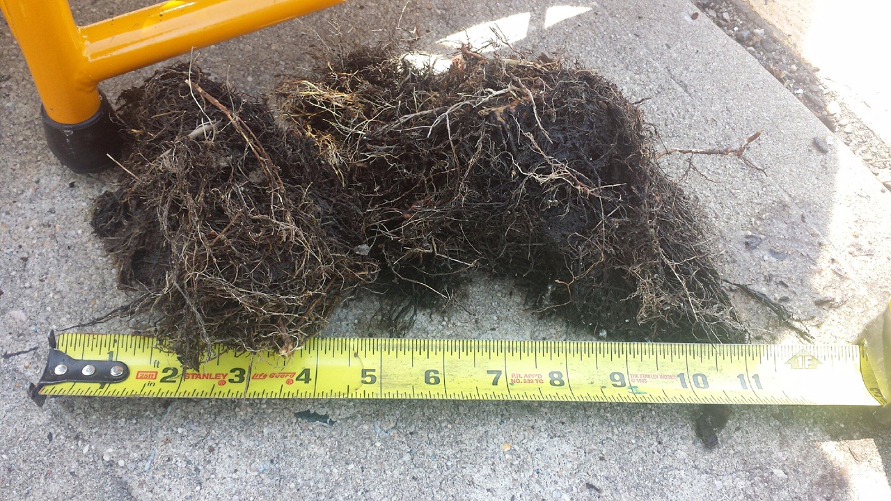 Sewer Surgeons Image