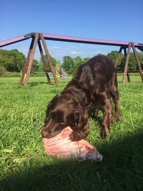 Tuckers Raw Food