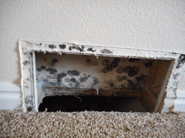 Got mold? Don& 39;t worry. SERVPRO is here to help.