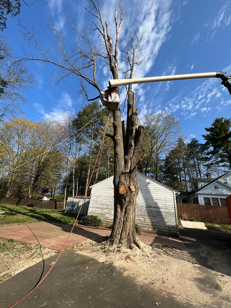 Lozada's Landscaping & Tree Services LLC Image