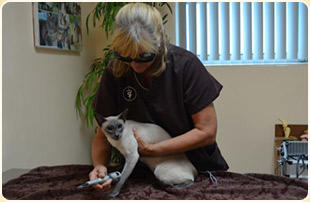 Boulevard Animal Hospital Photo