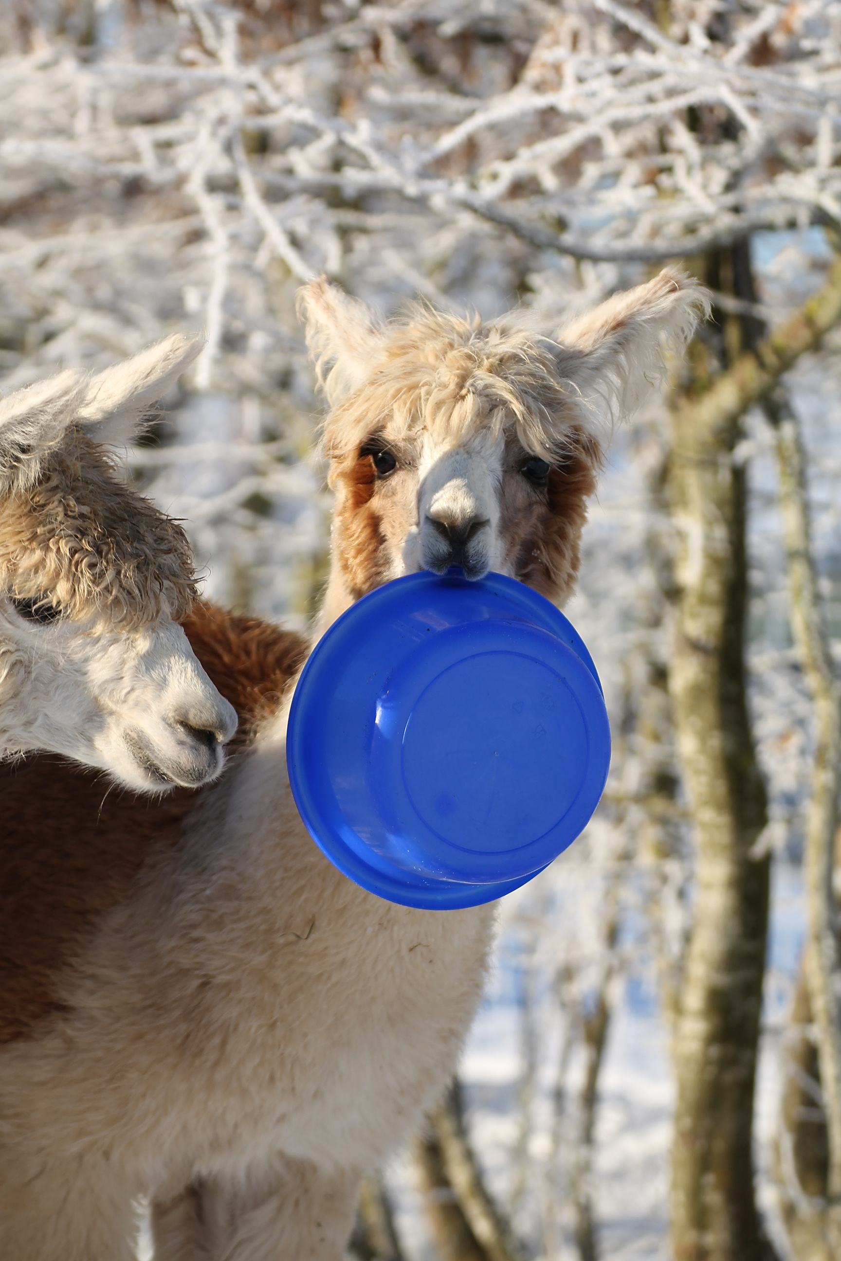 Bild der Hocheifel Alpakas