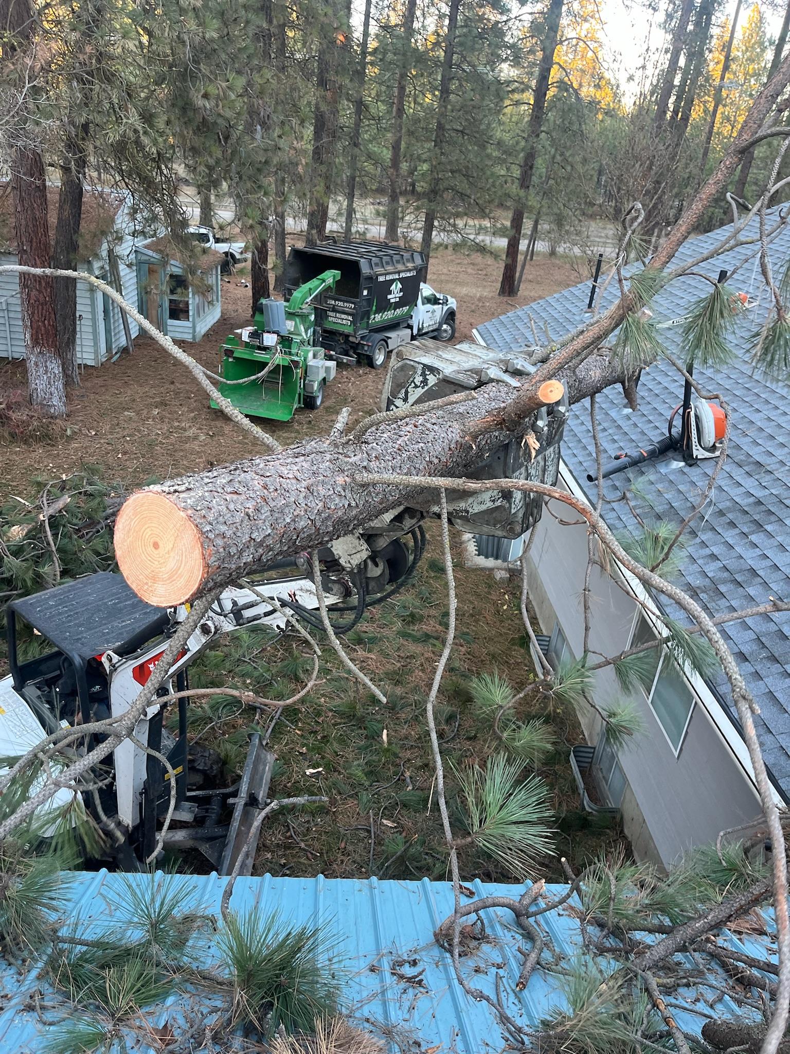 Timber Valley Tree Co. Image