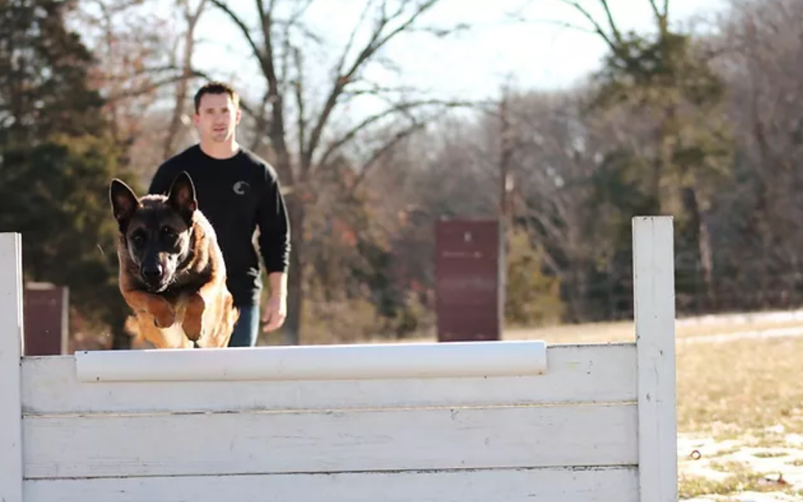 Nate Schoemer Dog Training Image