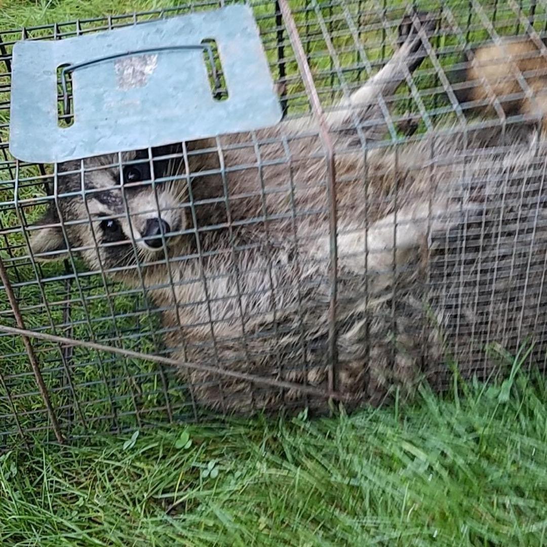 fur and feather wildlife removal Photo