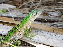 Reptile Bedding