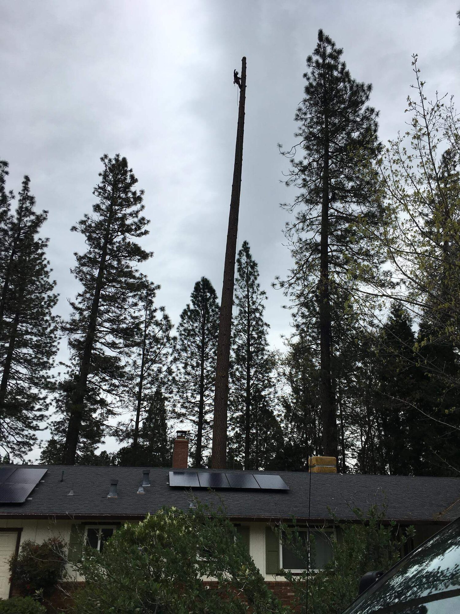 Brandon Tree Care Image