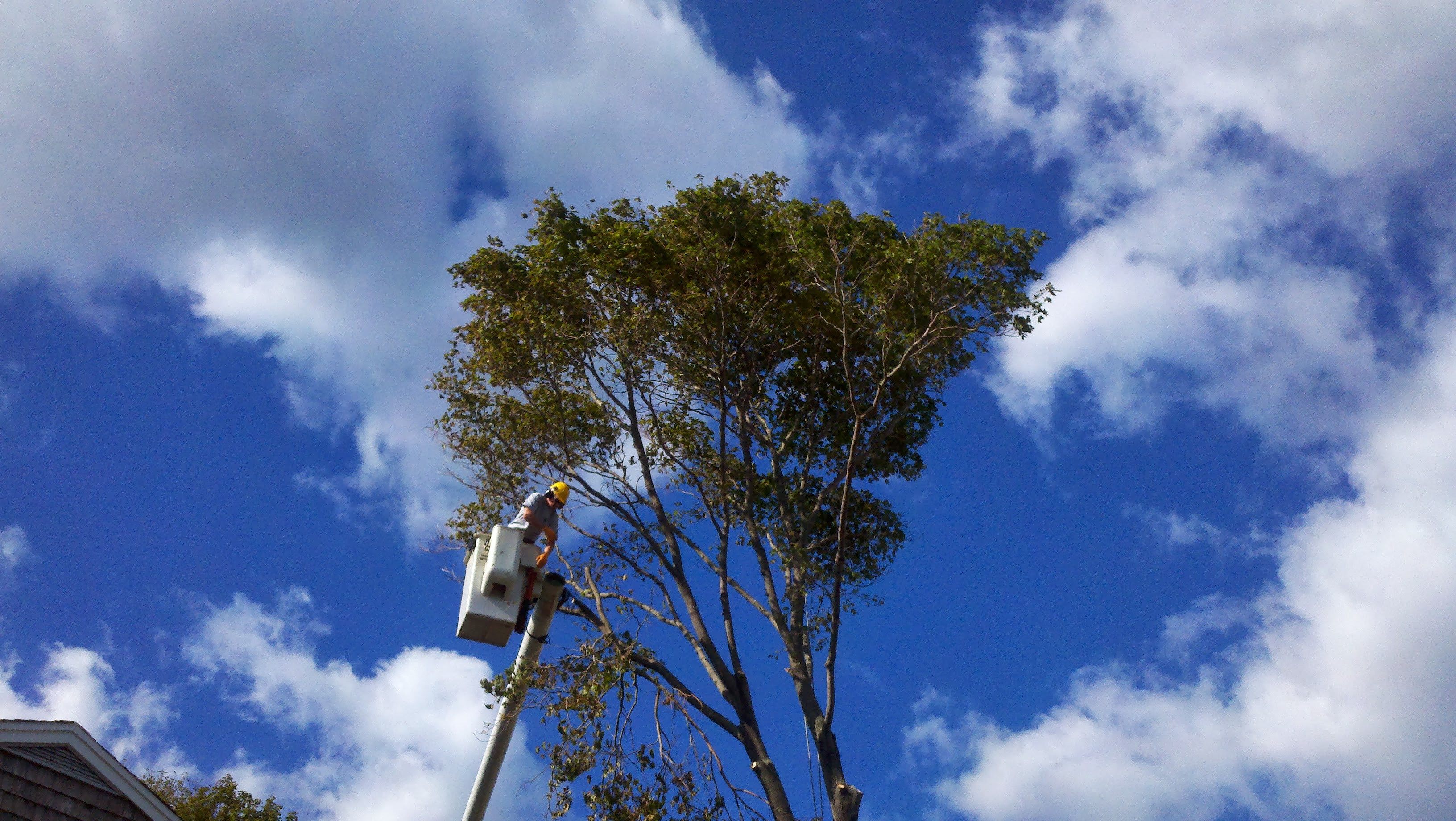 Allscape Tree & Turf Services, Inc. Image