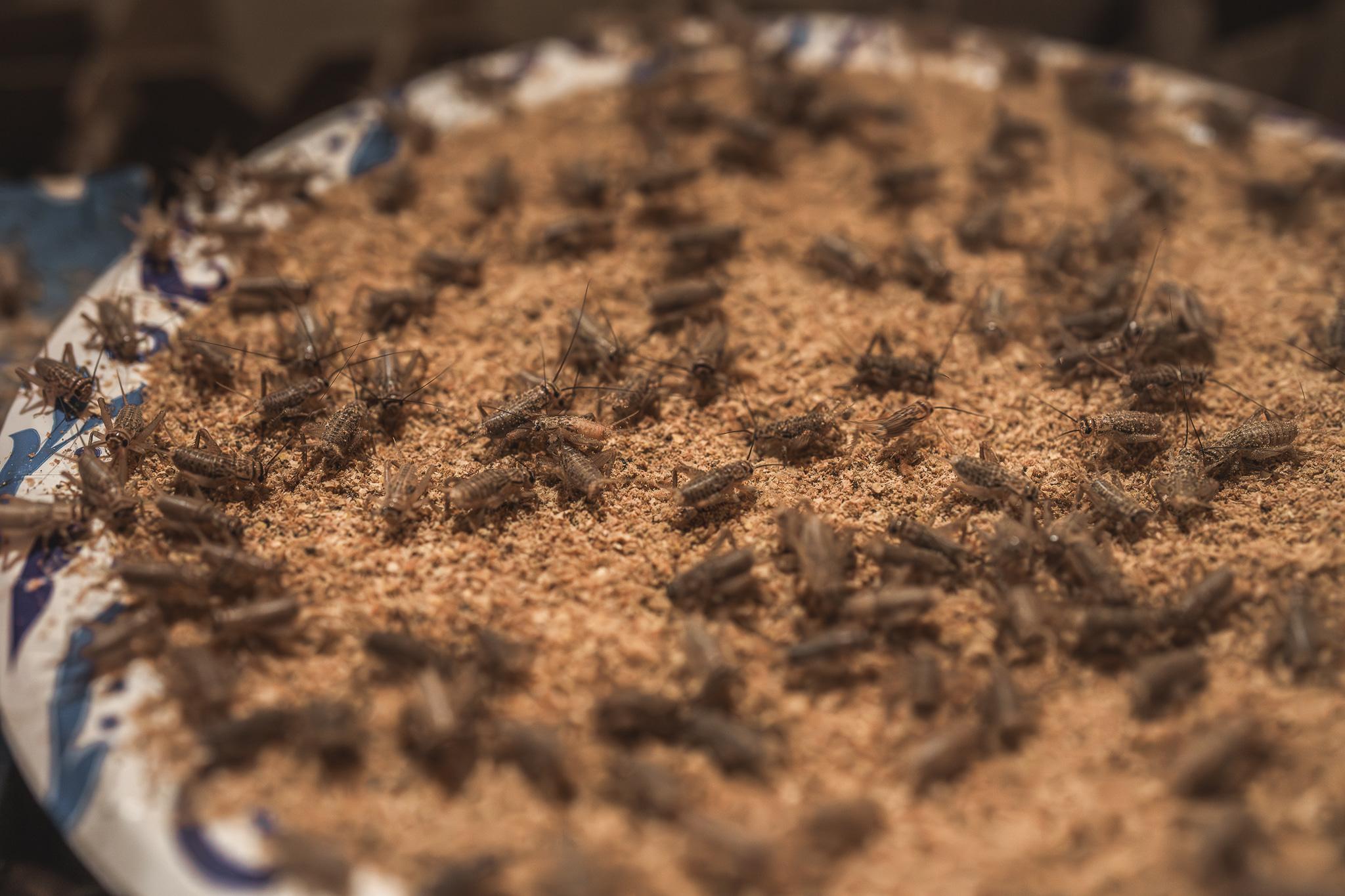 Carolina Crickets Image