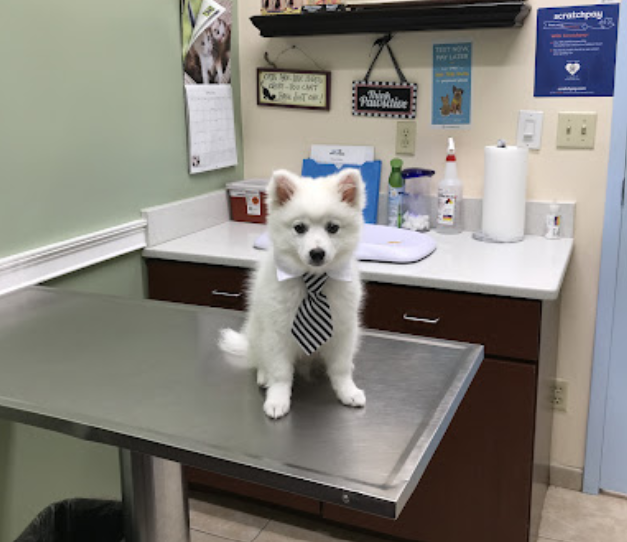 24/7 Animal Hospital of Orlando