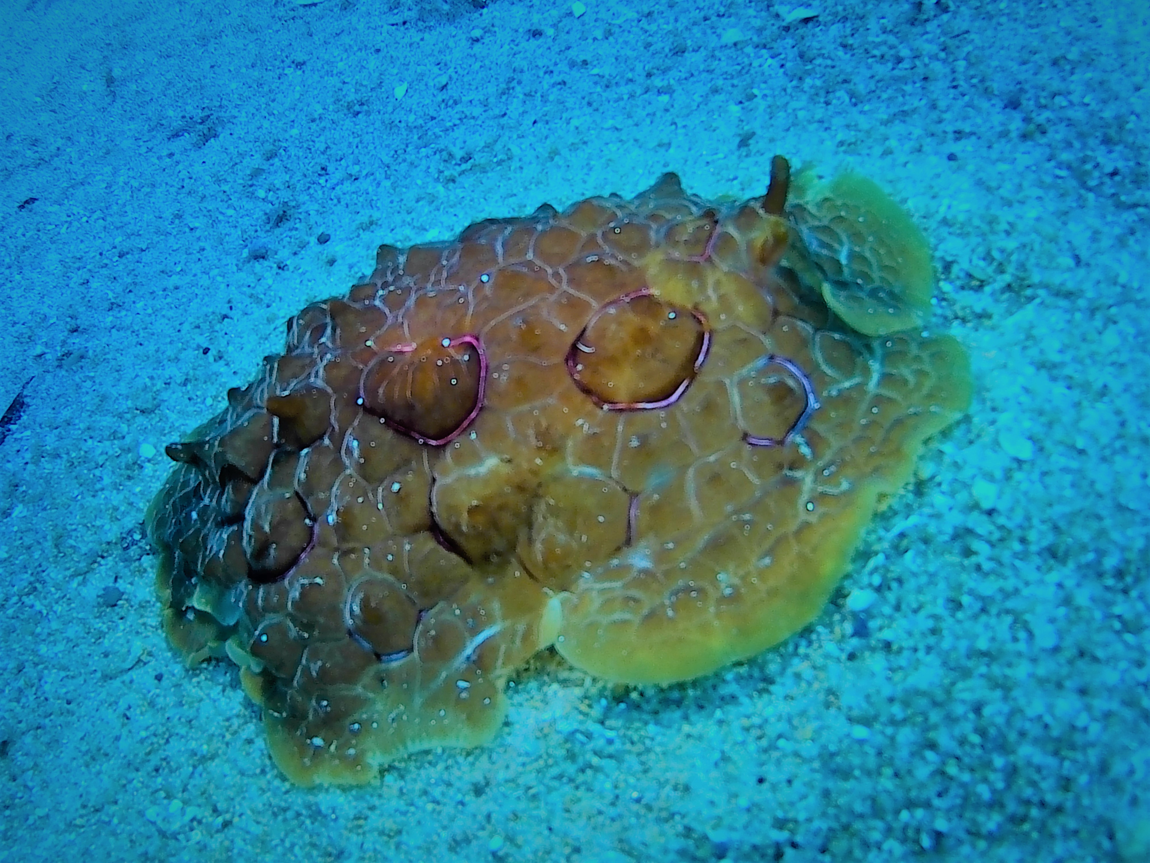 Images Blaumar Dive Center