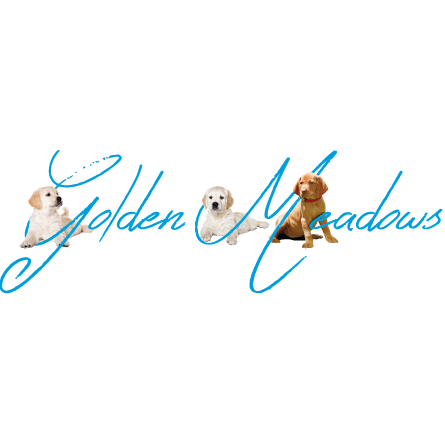 Golden Retriever Puppies - Golden Meadows Retrievers