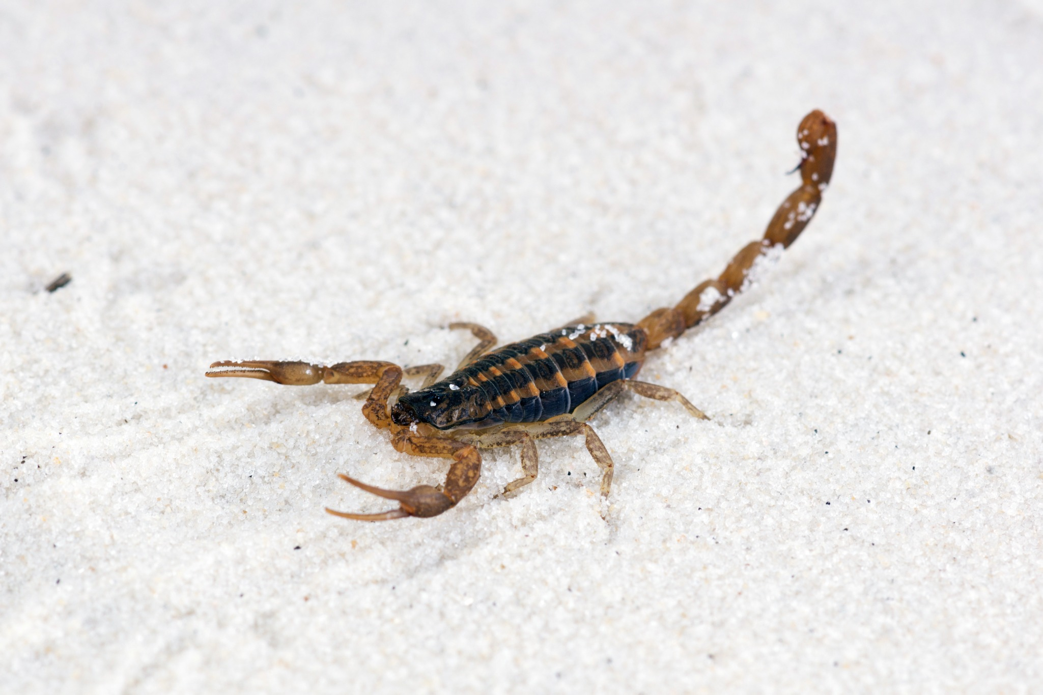 Desert Squad Pest & Wildlife Photo