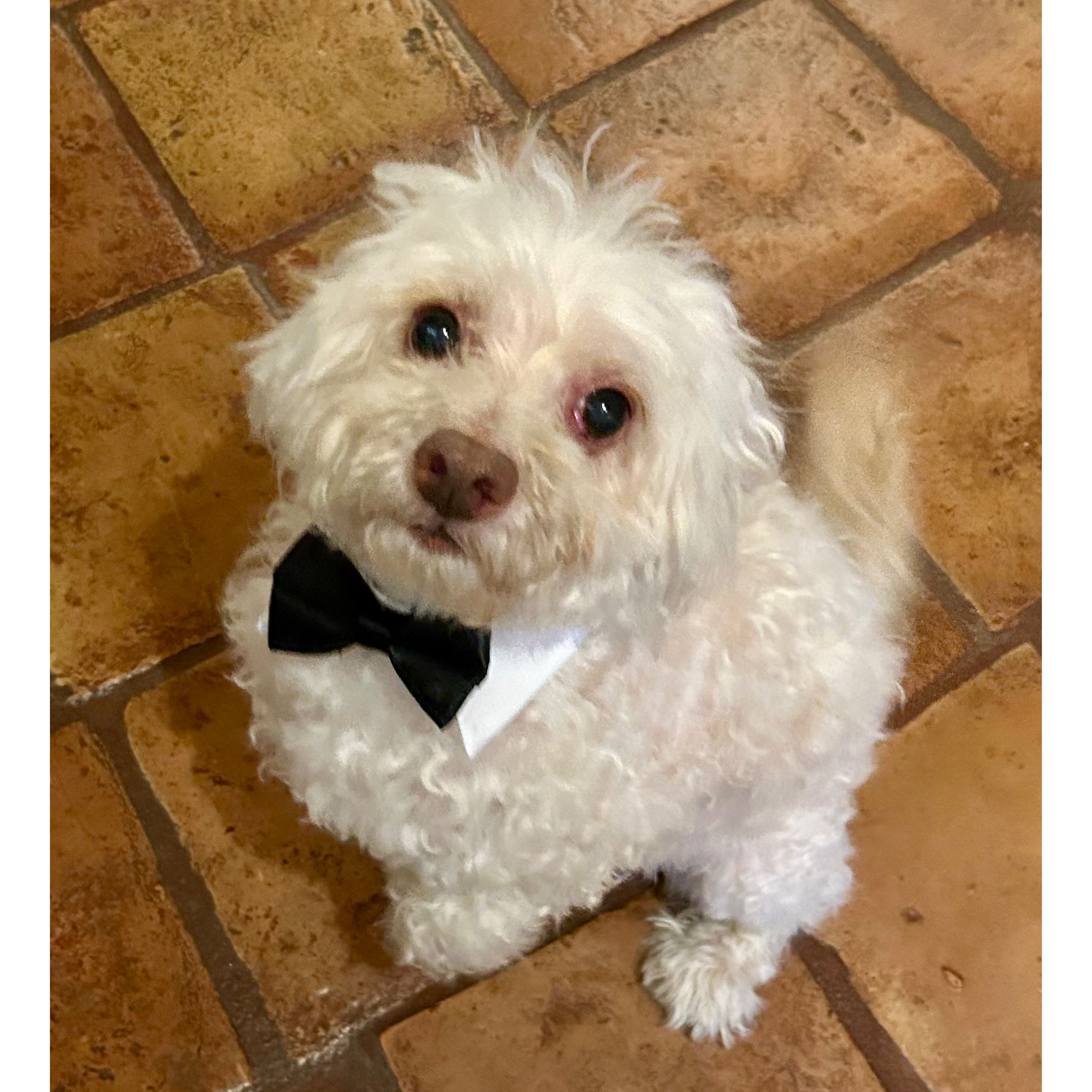 Love and Perfection Dog Training