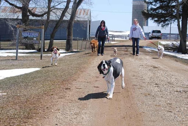 Images Saalo Farms Pampered Pet Boarding