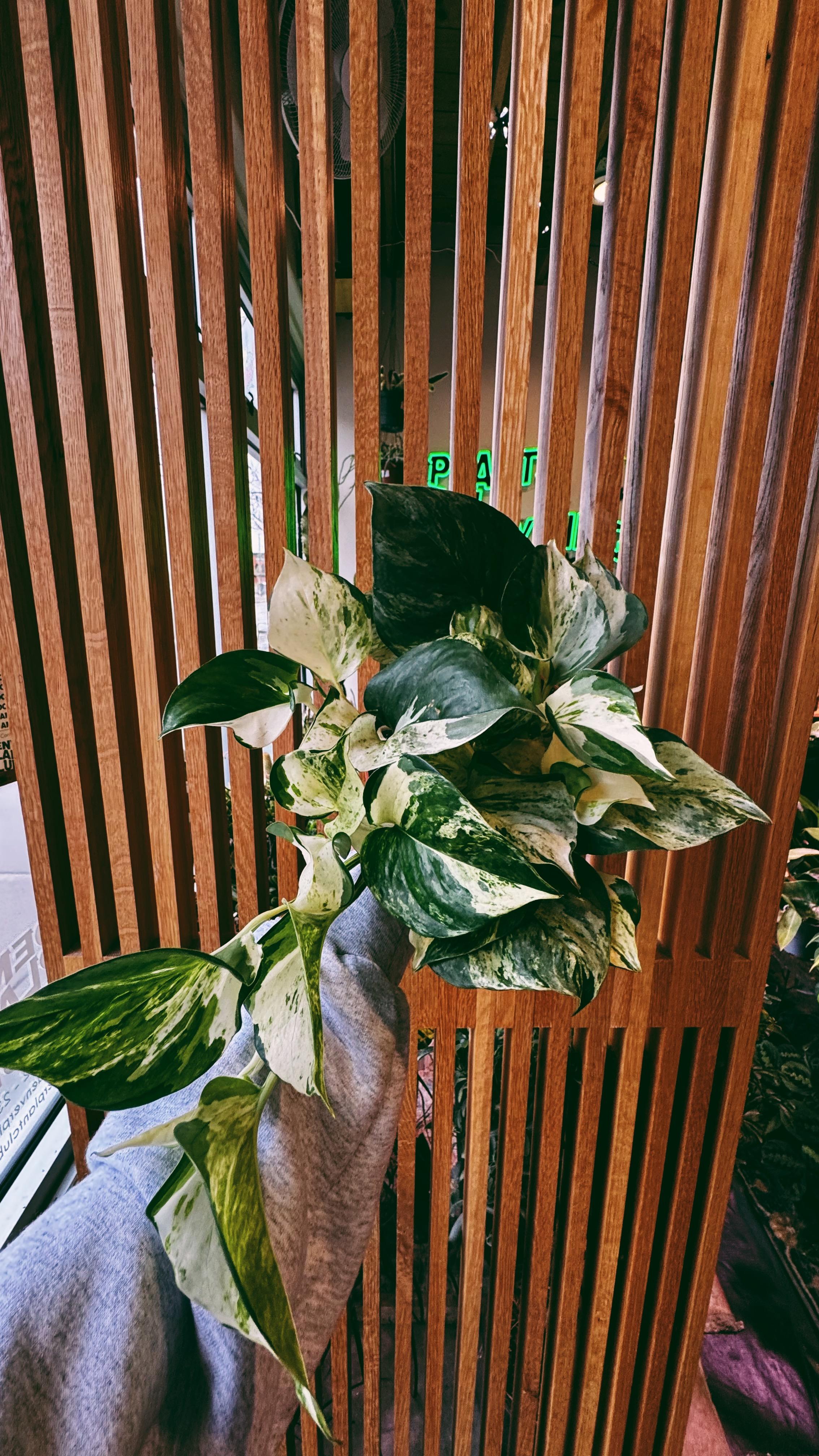 Denver Plant Club Image