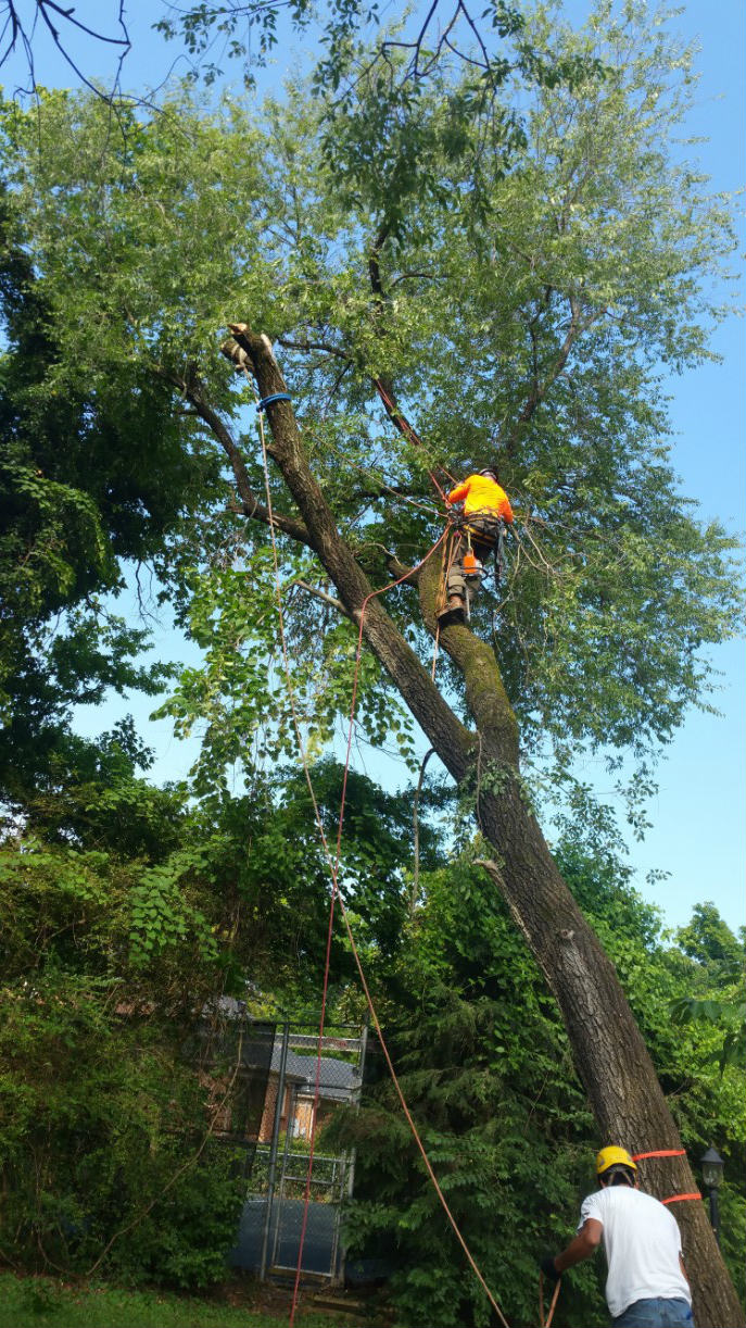 Gomez Tree Service Logo