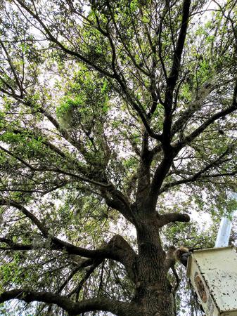 Images Ultimate Lawn Care & Tree Division