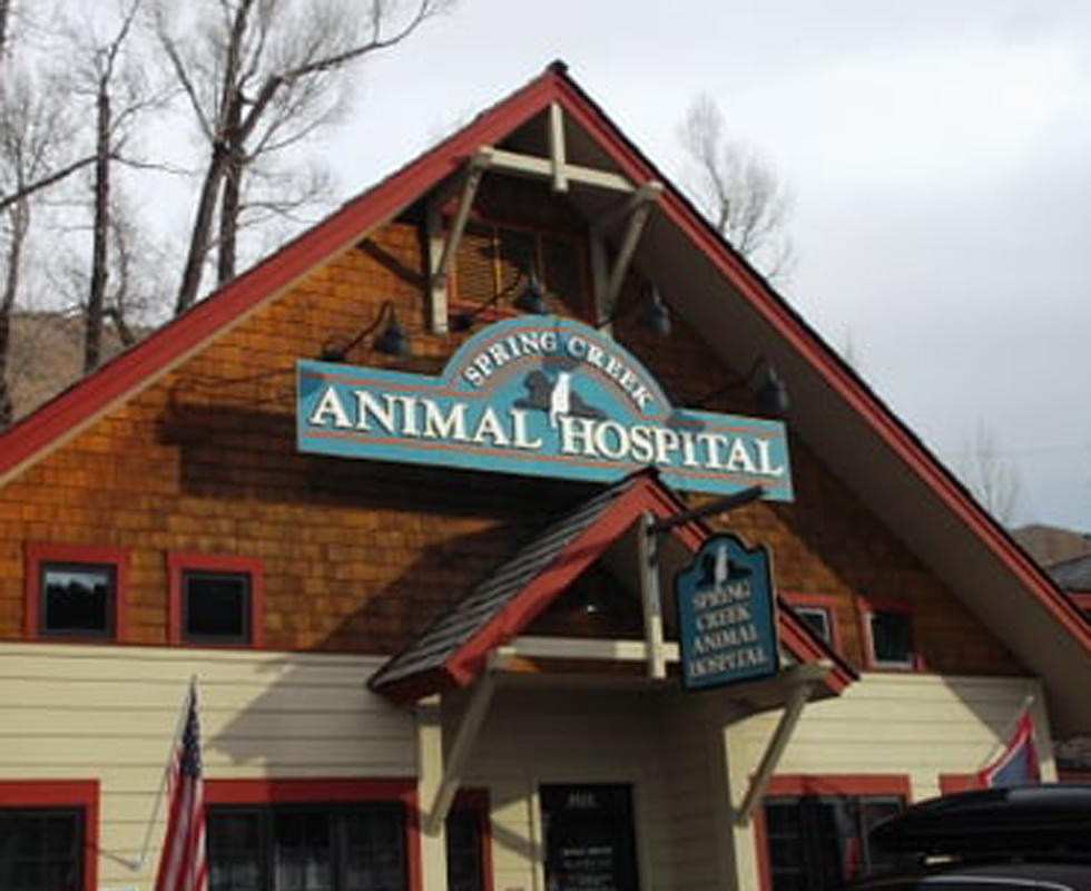 VCA Spring Creek Animal Hospital Photo