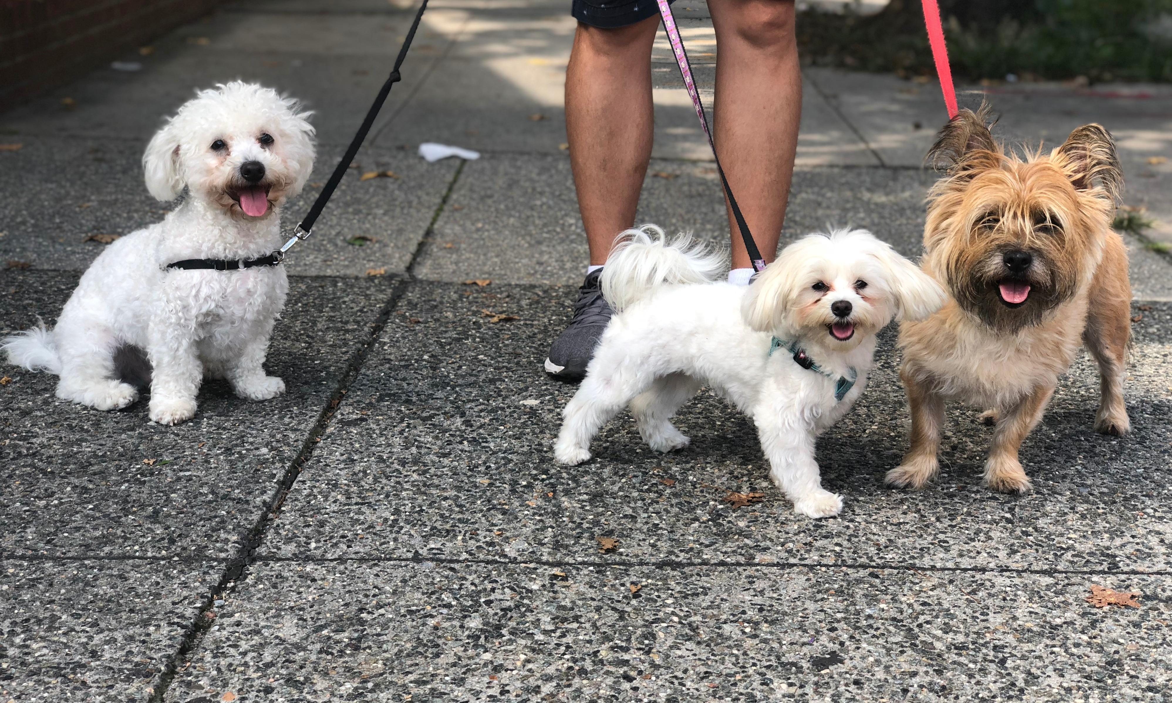 Buster and Whiskers - Astoria Dog Walking Service Photo
