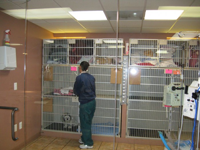 VCA Everett Animal Hospital Photo