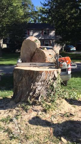 Hackney Tree Service Image