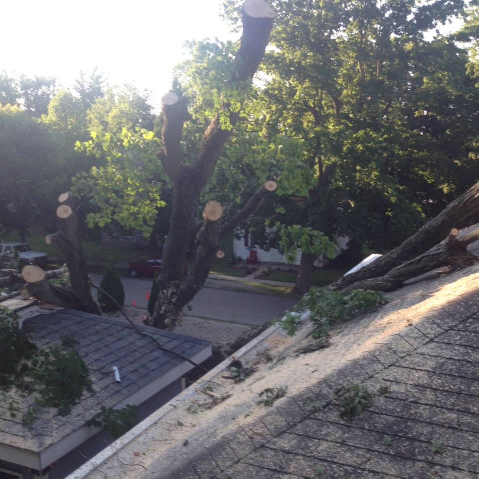 Hackney Tree Service Image
