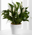Calming Grace Peace Lily Plant - 4.5-inch diameter